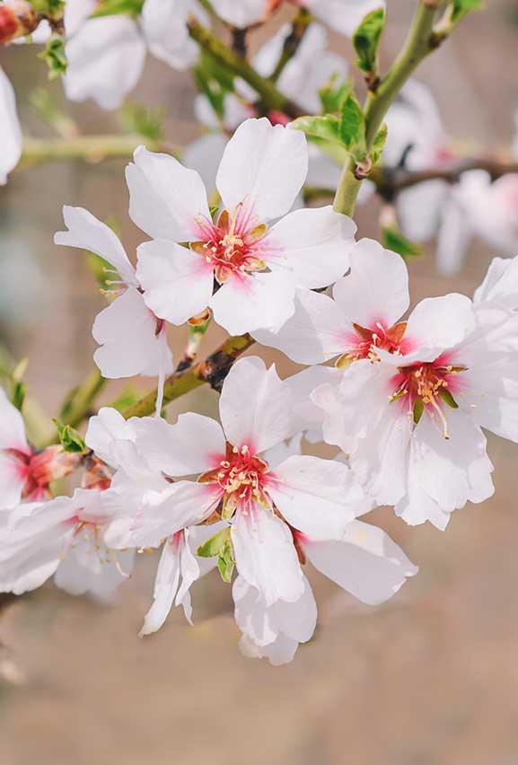 almendros-viveros-manuel-requena-