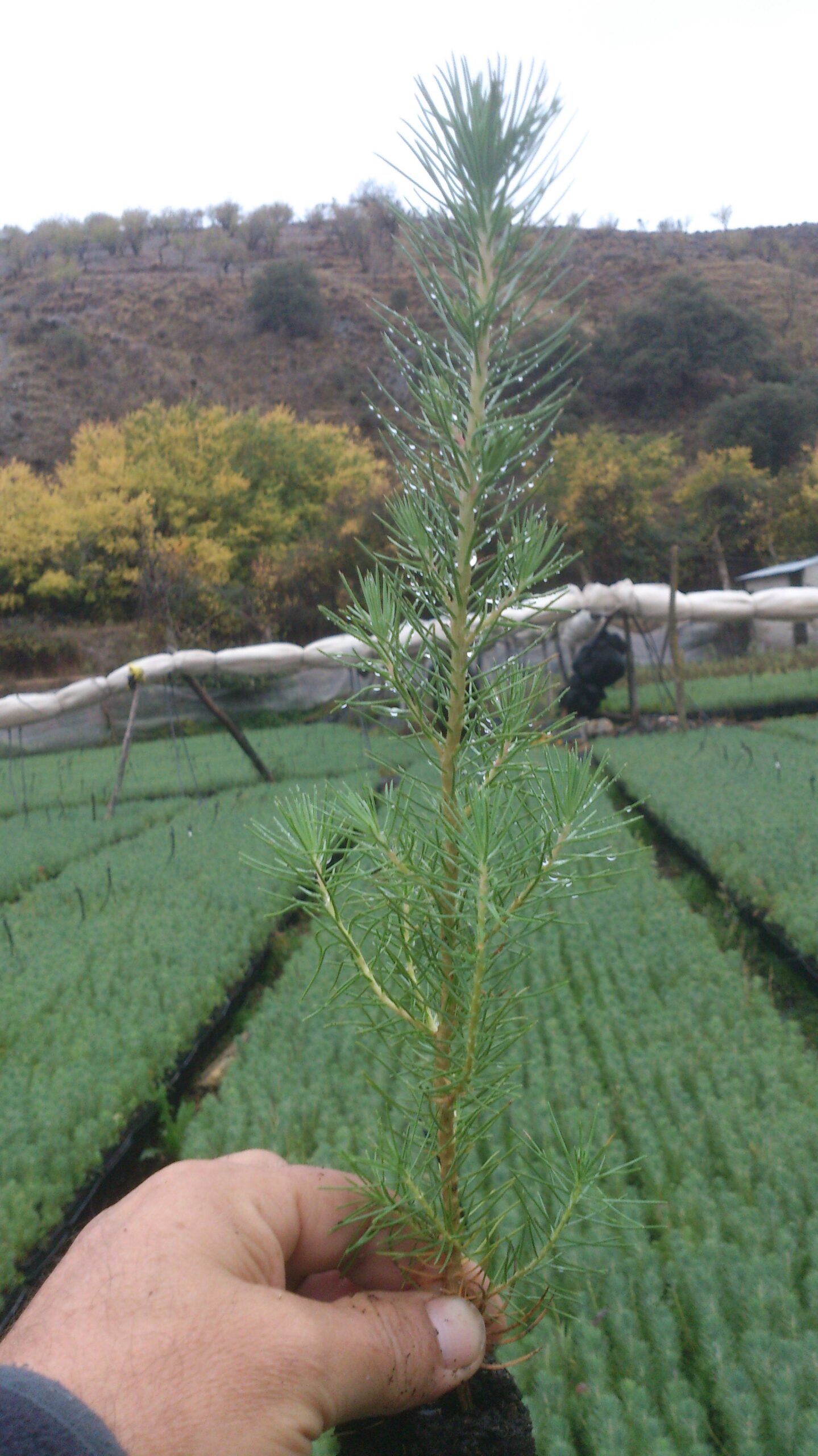 forestal-vivero-manuel-requena