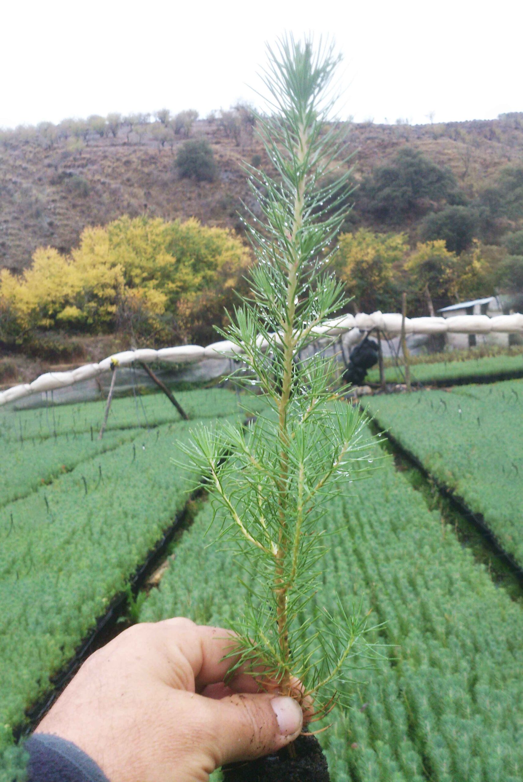 forestal-vivero-manuel-requena